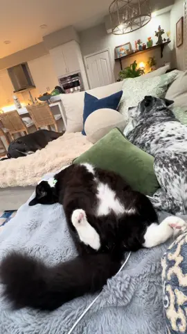 Can anybody spot Lemmy?? 😹 #cats #dogs #petlife #tuxedocat 