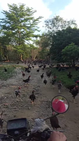 biển gà 🐔#gàchoivietnam🇻🇳 #ga #gà #gà_chọi_việt_nam 