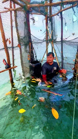 Tolong dong anterin kacamata renang soalnya cumi cuminya gak keliatan #nanggok #perangkapikan #siro 