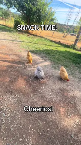 #chickensoftiktok #fyp 