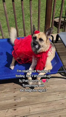 #petlovers #PetsOfTikTok #fyf 
