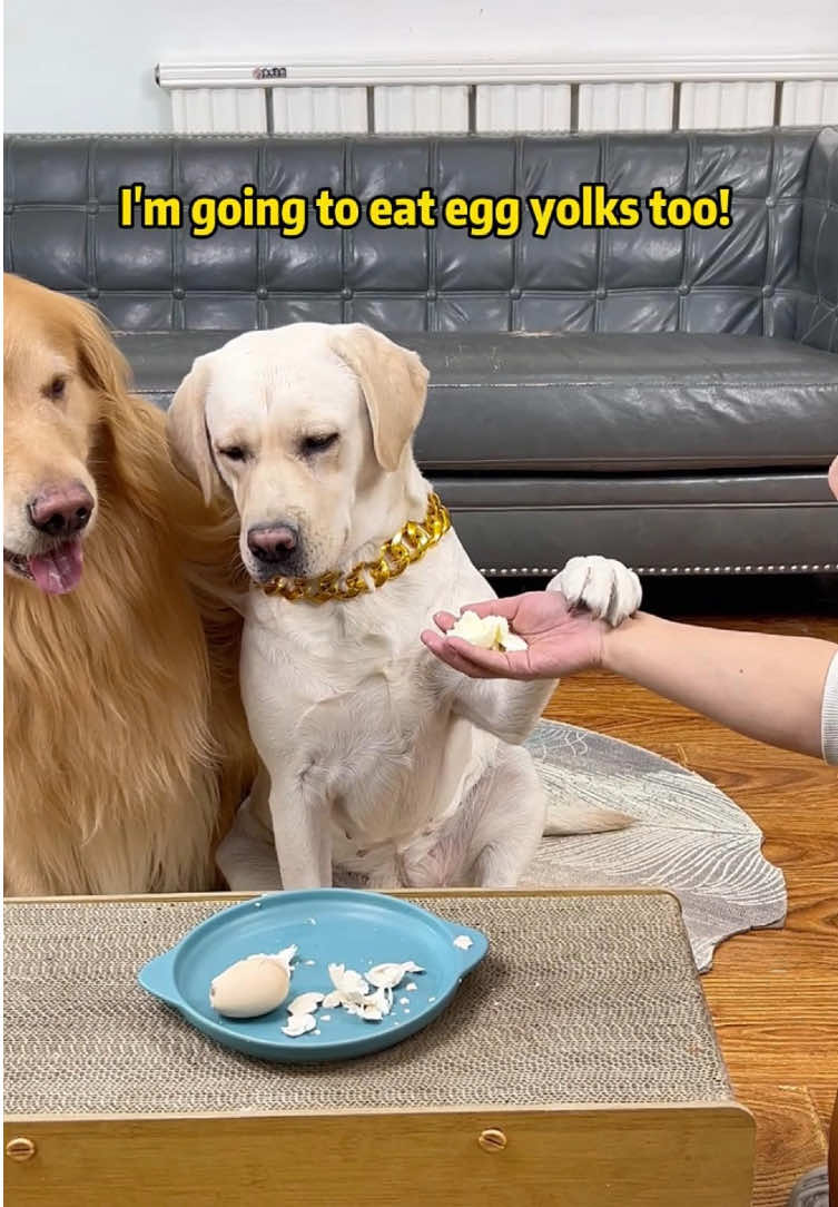 You can't lick it yourself?!#petslife #petparents #mansbestfriend #foryoupate #dogsofinstagram #dogstagram #doglife #Labrado #doglover #dog #pets #funnyvideo
