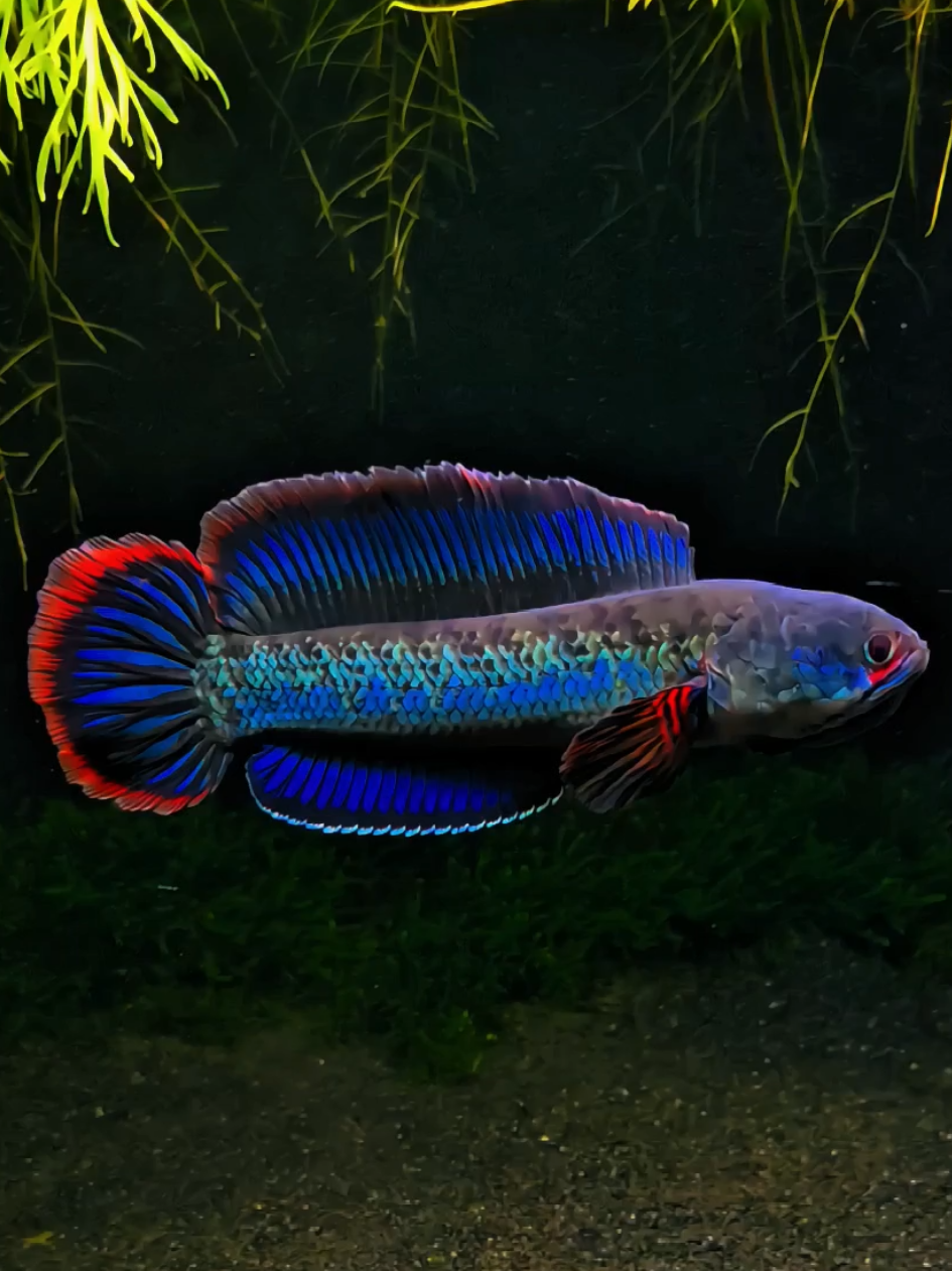 Pengen nuansa predator di aquarium rumah, tapi space terbatas? Coba rawat Channa Blue Bengal, kecil tapi menawan.🏡💙 #hoby #ikanhias #aquarium #aquascape #fishtank #ikanpredator #predatorfish #snakehead #channa #filteraquarium #bluebengal 