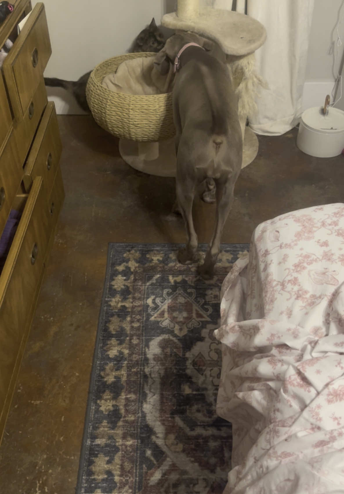 Zoe teaches Mabel about the scratching post #cat #dog #catsoftiktok #dogsoftiktok #puppy #pets #fyp