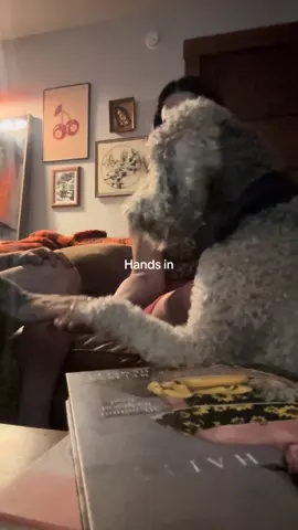 Wanted to see if Tilly would do all hands in with us. She’s definitely a team player and she’s pretty good at tricks. Lol  #dogtricks #doodlesoftiktok #sheepadoodle #poodlemix #dogtrainingtricks 