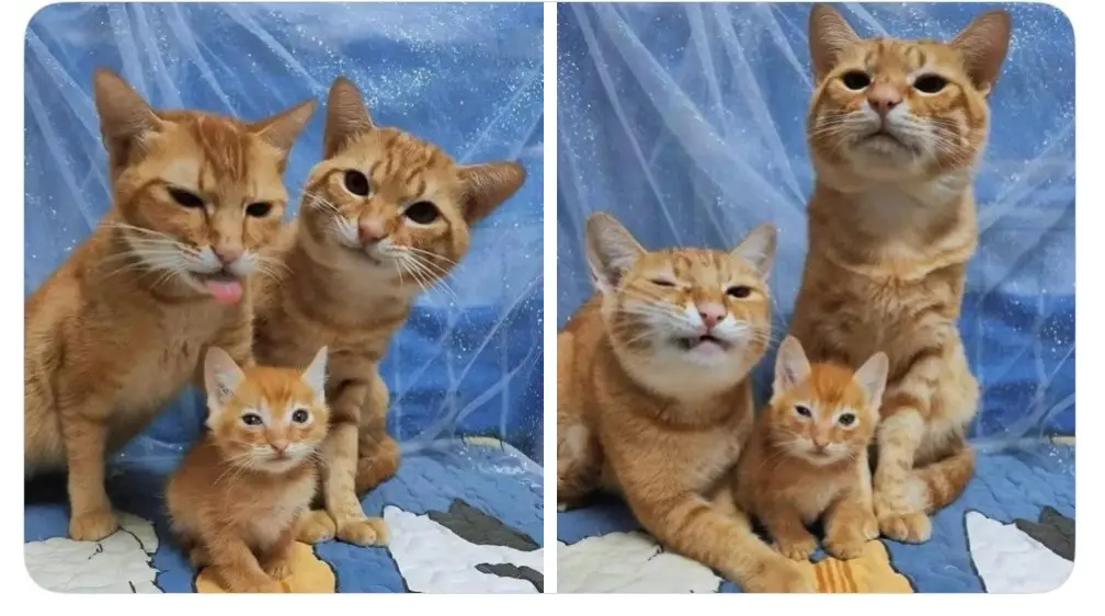 #cutecats 😻