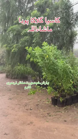خبصورت منظر بارش میں انور نرسری فارم ماشاءاللہ #fouryou #mursha #بارش #سفر #fy 