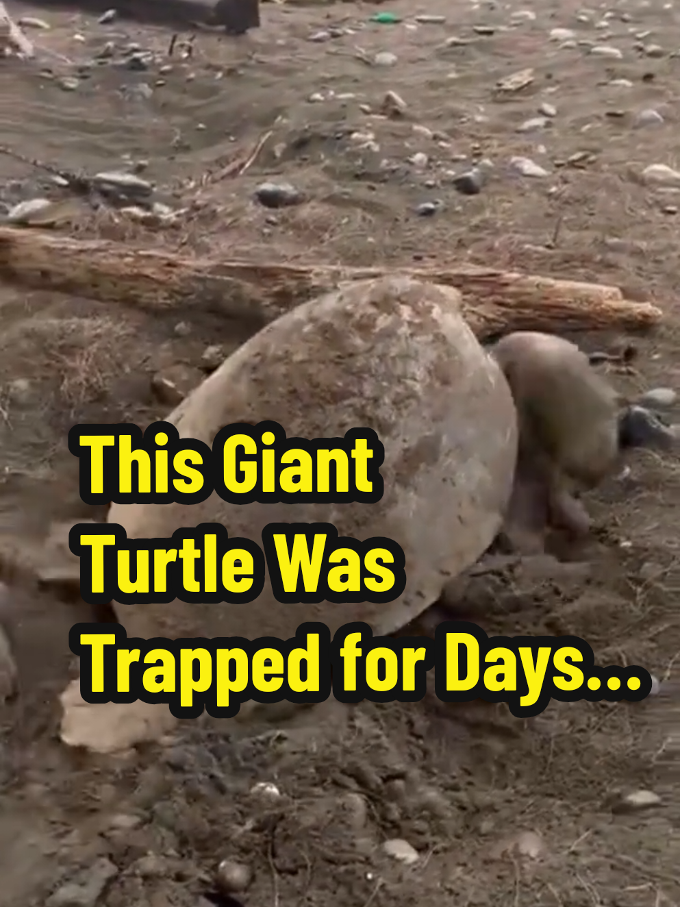 Witness the powerful moment when a massive sea turtle, trapped in mud and debris, is rescued by kind-hearted people. After being freed from a deep pit, the determined turtle makes an incredible journey across the beach toward the ocean. Despite the rough terrain and strong waves, it fights its way back to the sea, a true symbol of resilience and hope. This heartwarming rescue captures the beauty of nature and the importance of human compassion. Translate - Saksikan momen kuat ketika seekor penyu laut besar yang terjebak di lumpur dan puing-puing diselamatkan oleh orang-orang berhati baik. Setelah dilepaskan dari lubang dalam, penyu ini melakukan perjalanan luar biasa melintasi pantai menuju laut. Meski tanahnya kasar dan ombaknya kencang, penyu ini tetap bertahan untuk kembali ke laut, simbol nyata dari keteguhan dan harapan. Penyelamatan ini menunjukkan keindahan alam dan pentingnya empati manusia. #SeaTurtleRescue #NatureMiracle #WildlifeRescue #SaveTheTurtles #OceanLife 