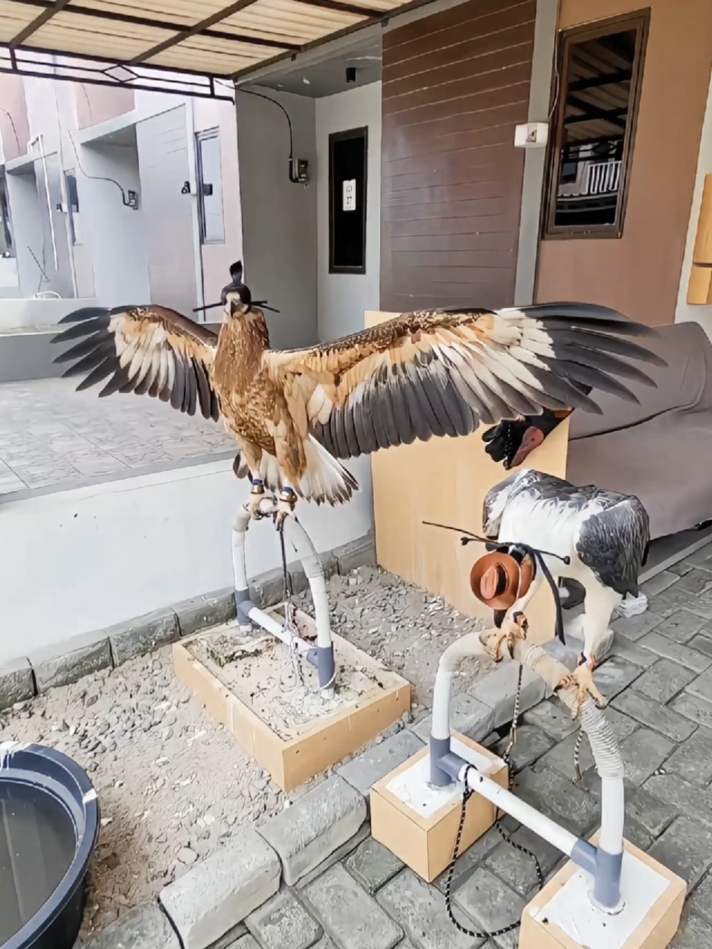 Pesona juvenile & mature elang WBSE ❤️‍🔥 #wbse #whitebelliedseaeagle #elanglautdadaputih 