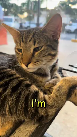😻 That’s a wrap on a big weekend in Fort Myers! The cats are winding down after tons of snuggles, adoptions, and pawsitive vibes 🐾💛 We loved seeing so many familiar faces (and meeting some new ones too) Tag your Cattyshack crew and make plans to visit this week — the cats are already dreaming of it 😴👇 #fortmyers #cattyshackcafe #catlounge #cattok #catcafe 