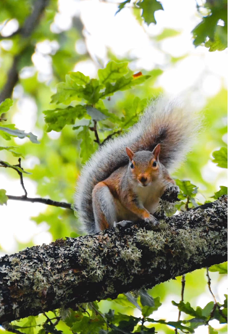 A moment that makes you go awww with a common backyard animal, the cute squirrel 🐿️.  . . #Nikon #NikonCreators #NikonOutdoors #Wildlife #Wildlifephotographer   📸 Shot on my @Nikon USA Z9 with my Nikon AF-S Nikkor 200mm-500mm F/5.6 ED VR Lens.  @canonusa  @Sony Alpha  @Lightroom  @Adobe Premiere Pro 