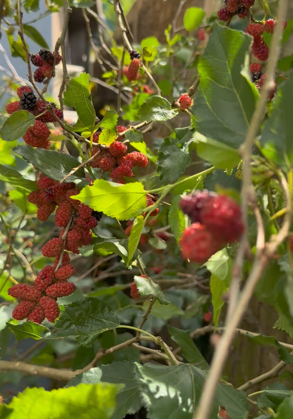 Này là quả gì ta, ra nhiều trái quá ăn ko hết. 🤤 #fruity #dautam #caynhalavuon #fyp 