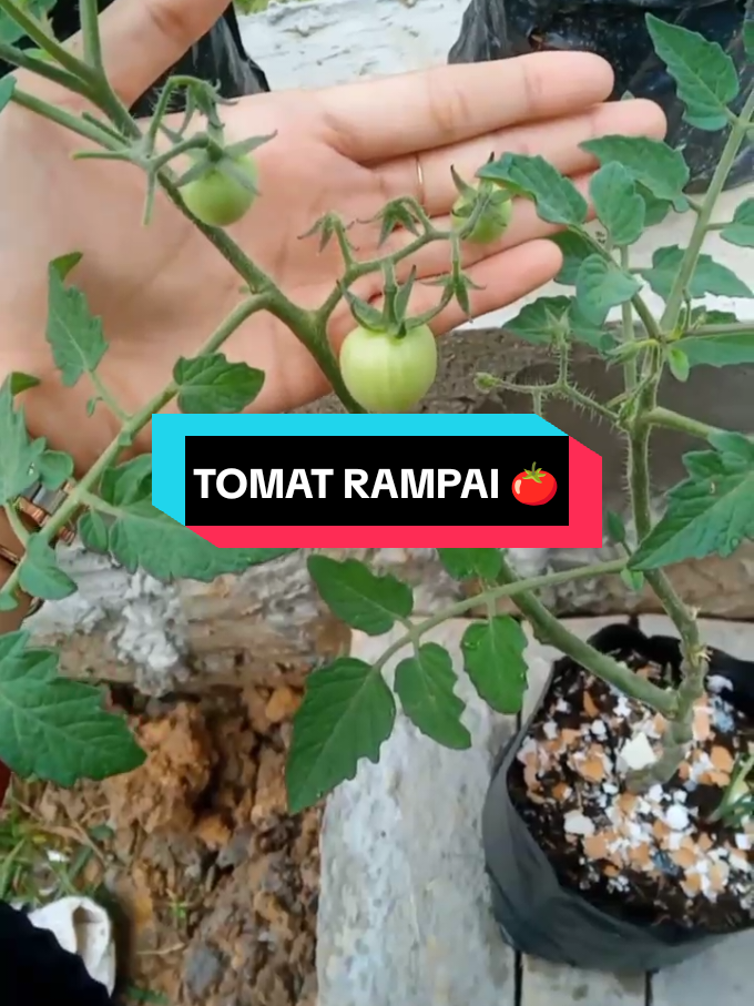 Alhamdulillah tomatku belajar berbuah, setelah melewati proses panjanggghhh bangetttt. Total sudah 10 bulan dia berdiri🤣🤣 Kesalahan datang dari aku yg gak peduli sama nutrisinya. Maafkan aku ya tomato🥹🫶 #berkebun #berkebundirumahaja #garden #tomato #tomat 
