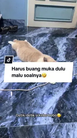 👱🏻‍♀️: ni bocah dimanapun pasti bobo kerjaannya😭😴 #kucinglucu #kucingtiktok #kucinggemoy #fyp #britishshorthair 