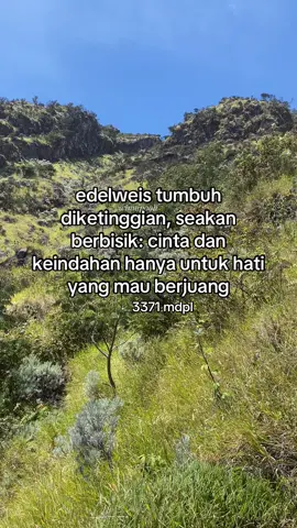 edelweis, 7 september 2025 #sumbingviagarung #edelweiss #pendakigunung #bungaabadi #gunungsumbing 