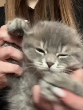 он сонный #котики #catdance #fyp #калюка #catsoftiktok 