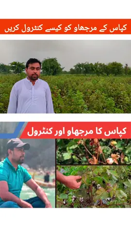 How to Prevent and Control Wilt Disease in Cotton #foryou #punjabi #kissan #villagelife #islamicvideo 