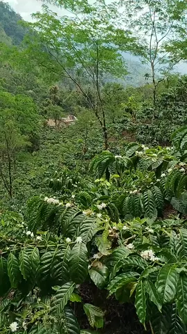 klu sje musim taun depan gulih juge#petaniindonesia🇮🇩🇮🇩🇮🇩🌿🌿 #kopirobusta #pkm #petanimuda #fyp 