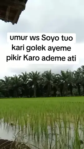 edisi cabut pari gendruwo