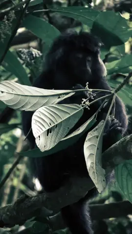 Lutung Jawa (Trachypithecus auratus) adalah primata endemik Indonesia yang ditemukan di Pulau Jawa, Bali, dan Lombok. Satwa ini termasuk jenis monyet Dunia Lama, aktif di atas pohon, dan termasuk dalam kategori rentan punah (Vulnerable) karena habitatnya yang terus terancam akibat deforestasi, perburuan, dan perdagangan ilegal.  #tanahjawa #sukujawa #jawapremium #adatjawa #budayajawa #jawapride #jatim #jateng #yogyakarta 