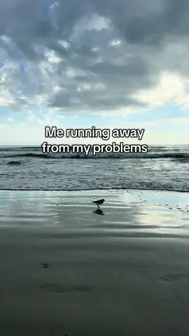 Why solve problems when you can run away to the beach 🏝️ #beach #runningaway #animalvideo #ocean 