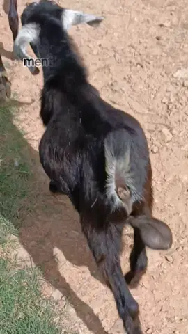 mention your friend 🤣😂@Bîrâj Yogi @?Zenixz!💗 #fyppppppppppppppppppppppp #tiktokviral #nepal 