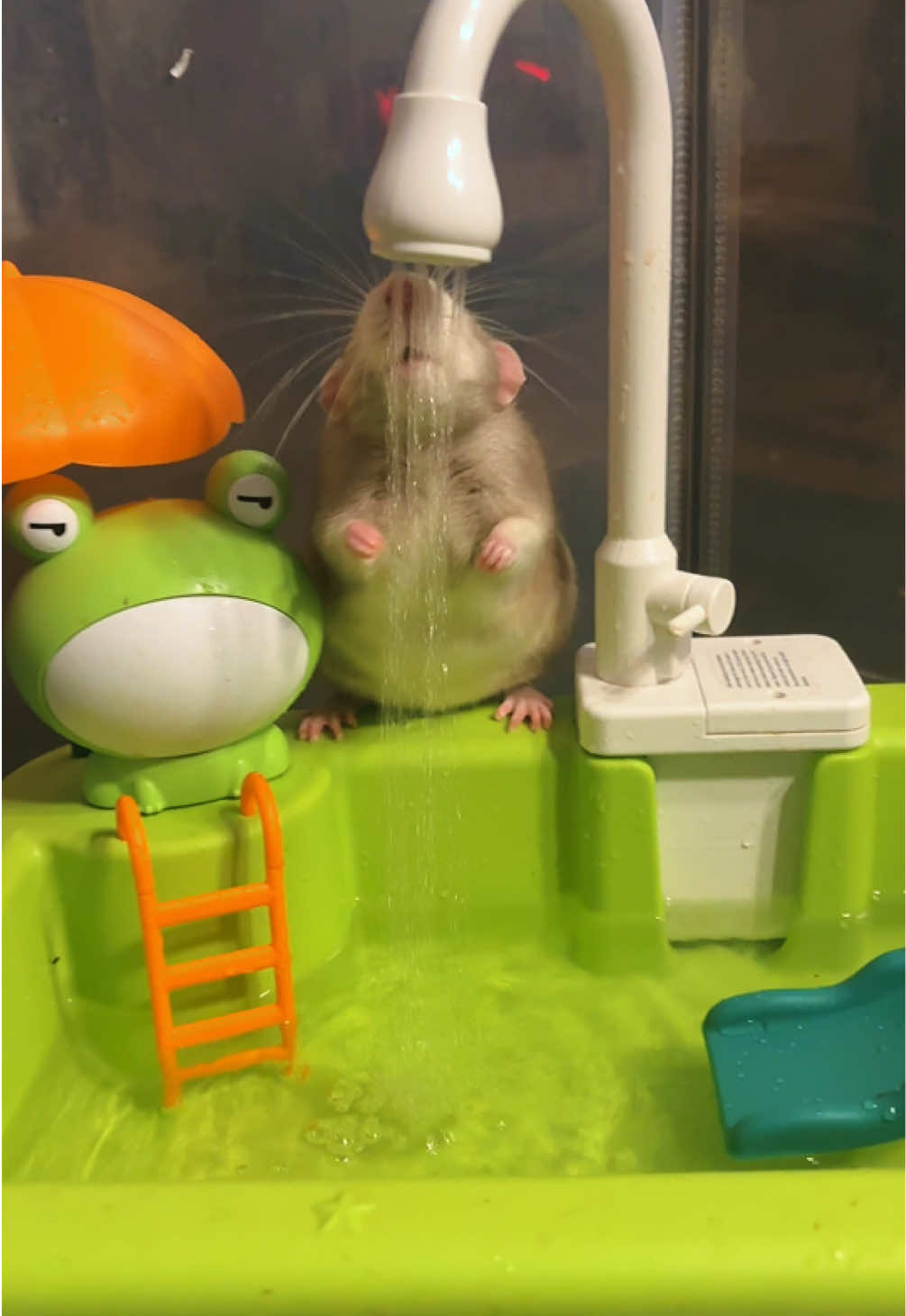 🐭 The rat bath is in my bio ✨ (Affiliate link) Cheez Whiz the Gentleman 🎩🩶 #rat #ratsarepetstoo #fyp 