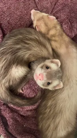 #silly #ferrettok #fipシviral #ferretlove #ferrets 