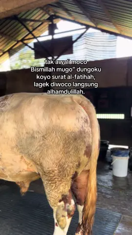 🤲#peternakmuda #fyp #kediri24jam #sapijumbo #lewatberanda 