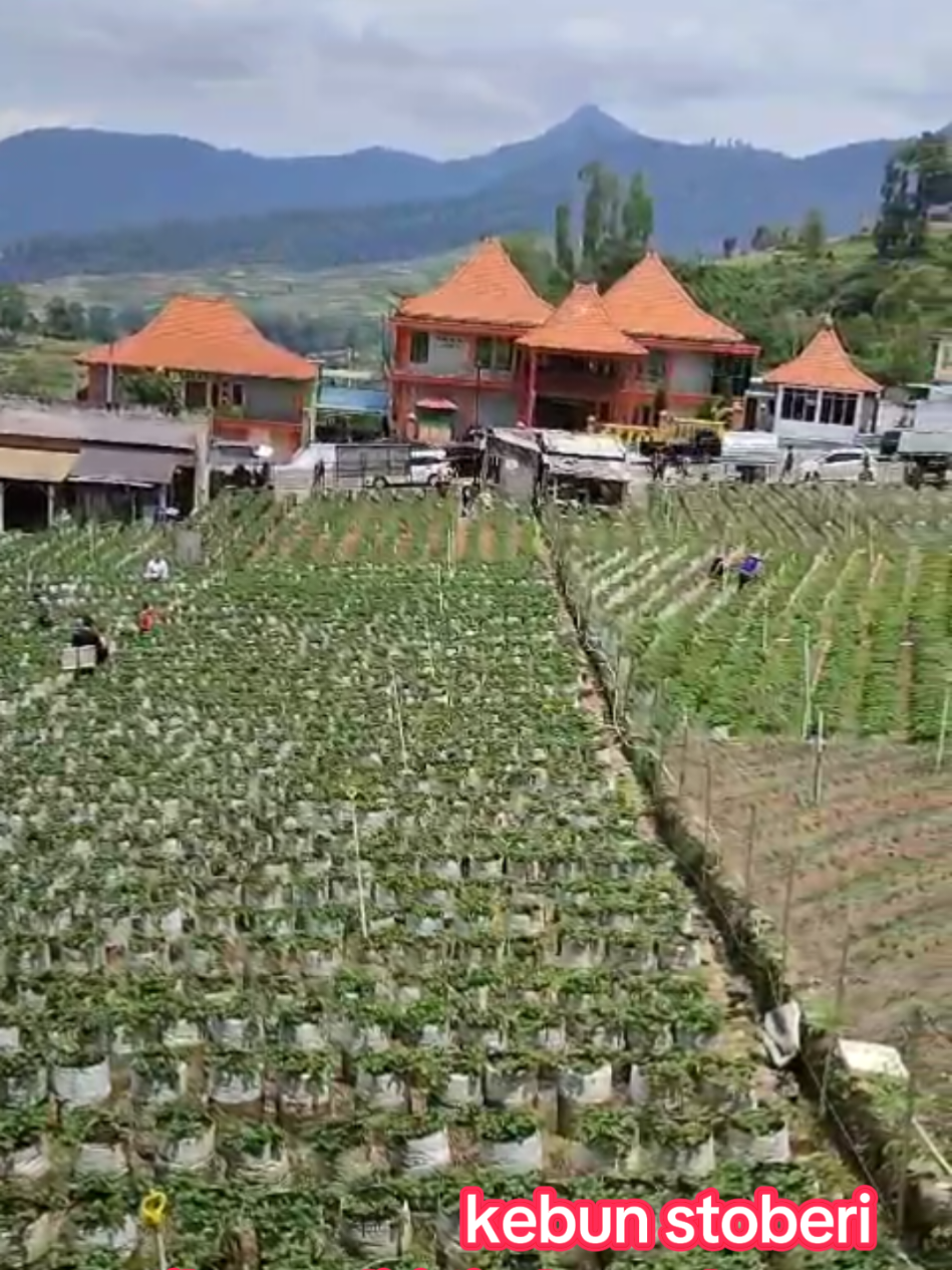 adoh soko mumet.  timbang bayar 