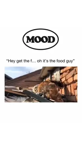 cats being cats😭 . #cats #catsoftiktok #catslovers #catlover #fyp 