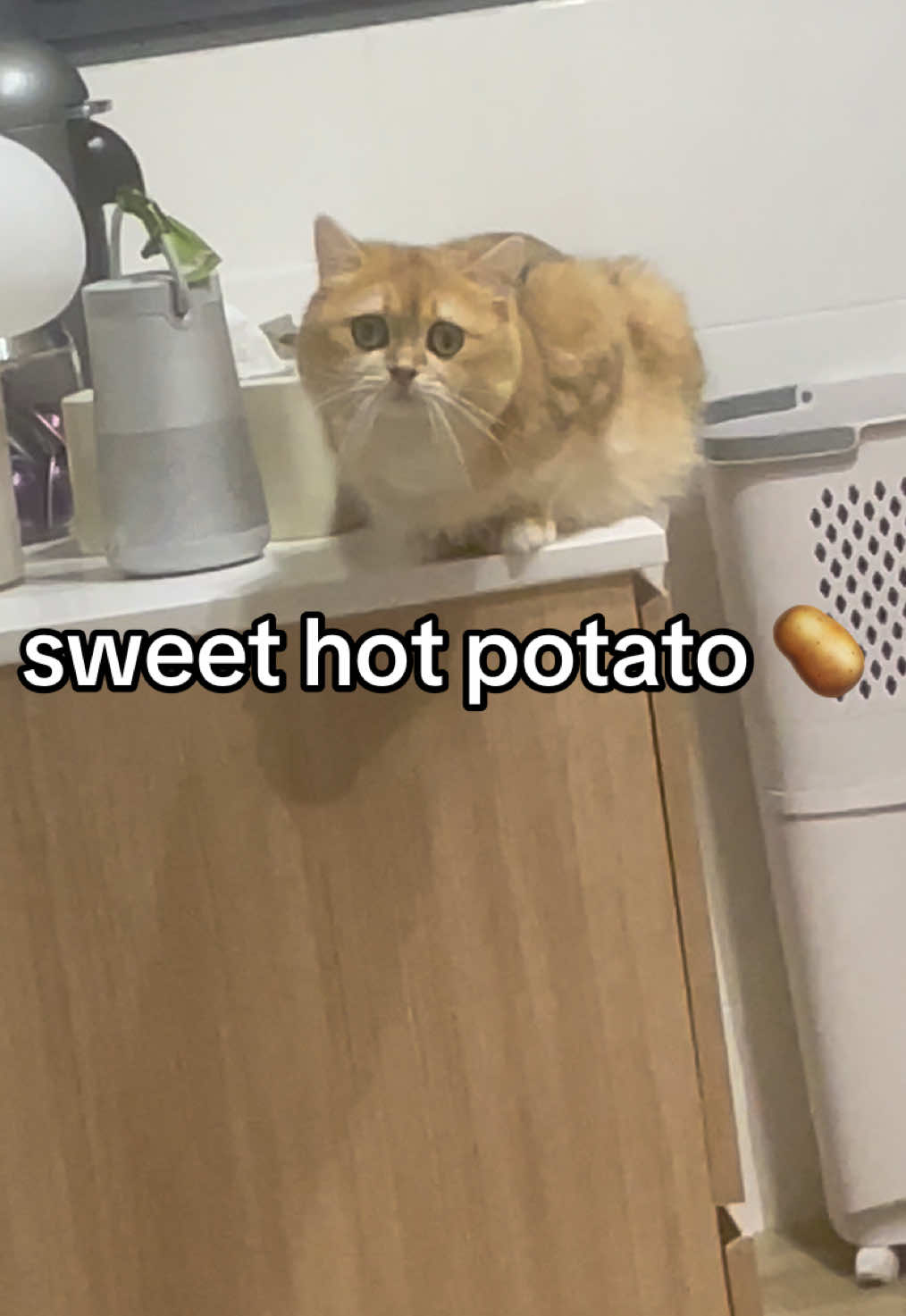 Now I want to eat a 🌯! 😵 #britishshorthair #catsoftiktok #cutecat #cutecats #kittycat