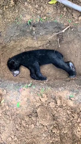 Penguburan Beruang Korban Jerat #beruang #animals #hewan #satwaliar 