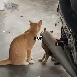 us? ❤️‍🩹 #catsoftiktok #lovecat #loveyou #catlove #foryou 