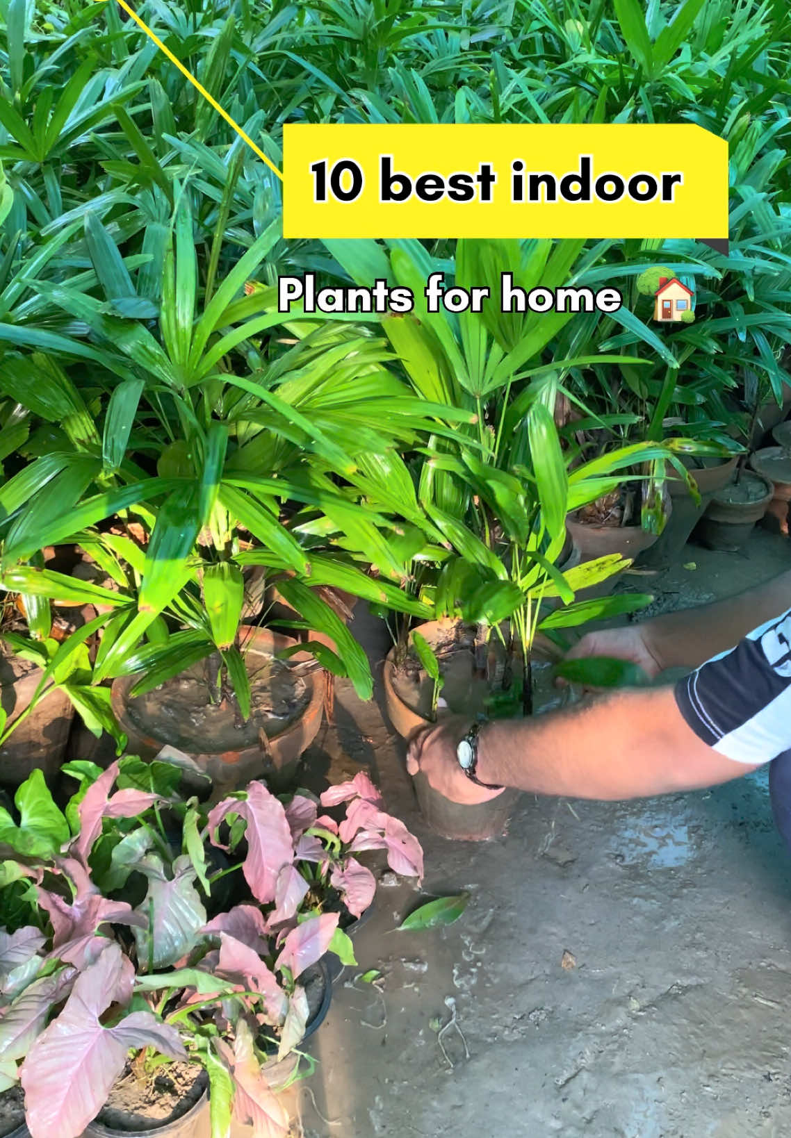 Ep166:Top best indoor plants for your home 😉🏡✨#gardening #plants #fyp #lowmaintenance #tiktok 