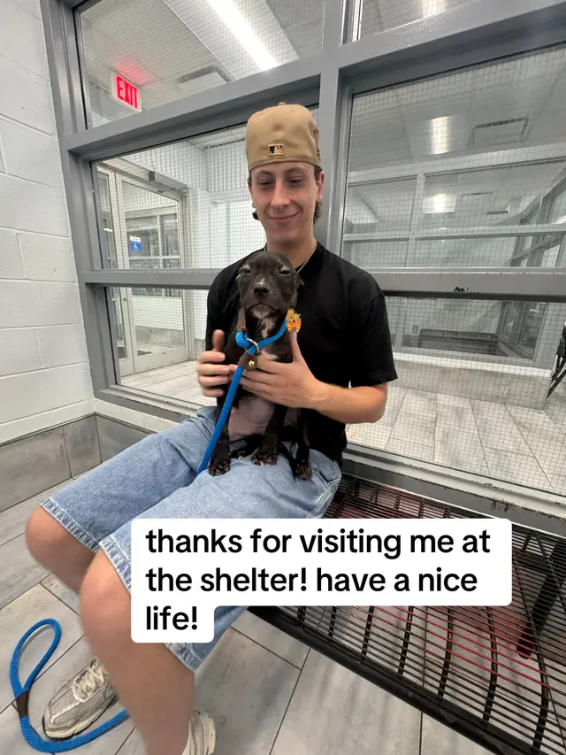 i love this trend  #dogsoftiktok #dogsofclt #charlottenc