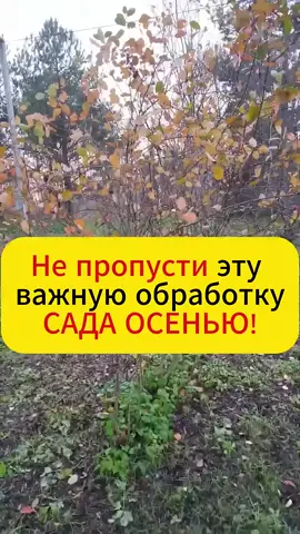 Не пропусти эту осеннюю обработку сада!!! #дача #лайфхак #огород #обработкасада #садогород #плодовые Готовите сад к зиме? Мы раскрываем обязательную процедуру, которая защитит ваши деревья до весны! Узнайте, как простая обработка спасает от болезней и вредителей. Ваши яблони и груши скажут спасибо буйным цветением в новом сезоне. Сохраните этот совет, чтобы не потерять урожай будущего года! любимая дача #дача
