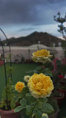 أتمنى أن يحصل كل شخص منكم ع ما يتلهف له قلبه .. صباح الرضا والنور 🕊