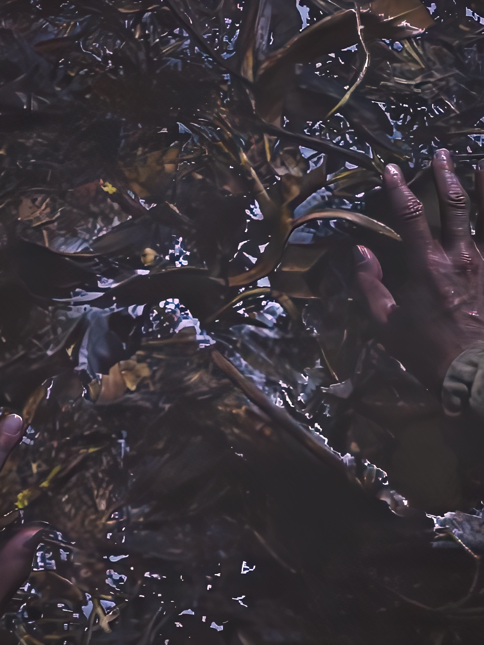 Eveline Resident Evil 7: Biohazard - Edit #residenteviledit #residentevil7biohazard #evelineresidentevil #badsedits