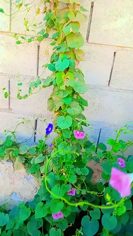 ##تصويري احلى ضيعه#💚💛❤️ 
