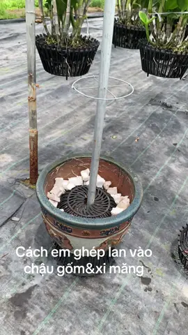 Cách em quý ghép lan vào chậu gốm& xi măng --chọn cây lan to khoẻ đã thuần ghép 4-5 cây tuỳ theo size chậu 