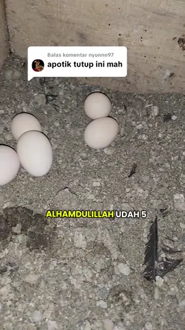Membalas @nyunnn97#pama #ayam #fypシ゚viral🖤tiktok #peternakmuda #vitaminayam 