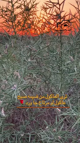 #تصويري_احترافي_الاجواء👌🏻🕊 #قناتي_تليجرام_بالبايو💕🦋 