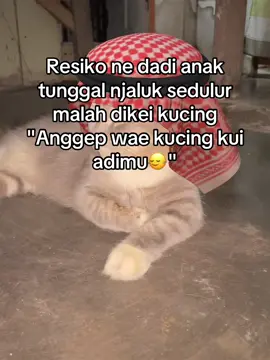 #anaktunggal #anaktunggalperempuan #kucing #kucinglucu #fyppppppppppppppppppppppp 