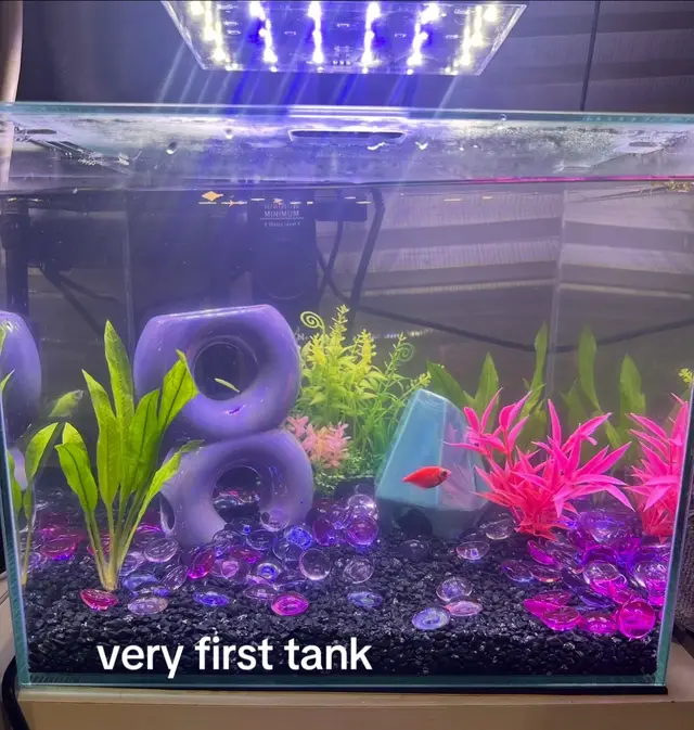 do your research before getting pets🩷#fishtok #bettafish #fish 