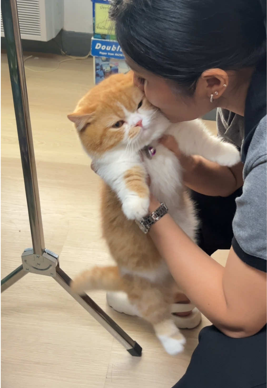 ที่ชาร์จพลังของพี่ๆ #น้องมีตังค์แมวจ้ม #แมวอ้วน #แมวน่ารัก #มัชกิ้นขาสั้น 
