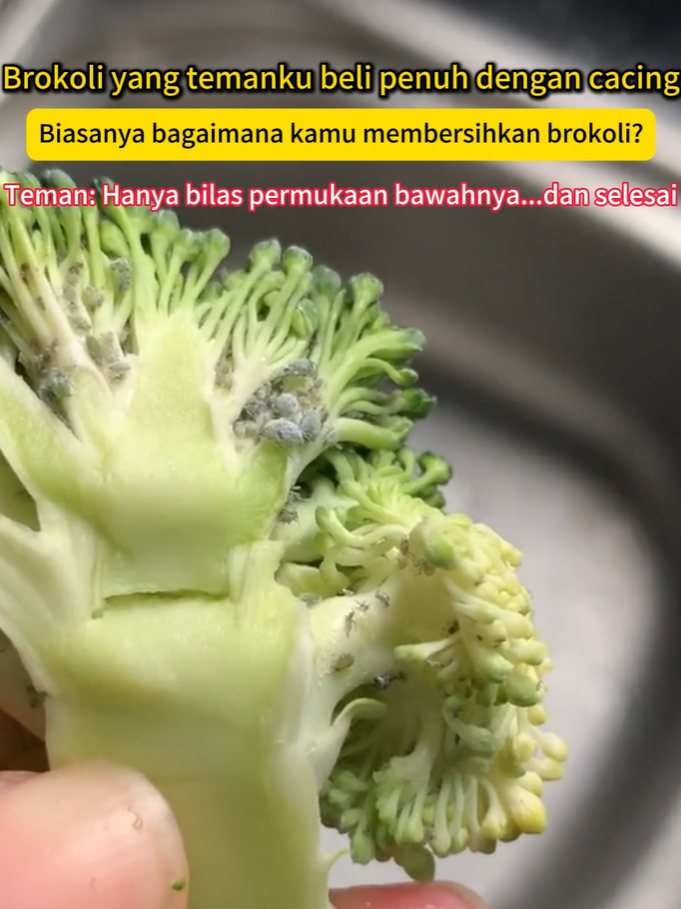 Apakah Anda khawatir telur serangga masih tersisa saat mencuci stroberi dan brokoli ⁉️ Saya menggosok dan mencuci sampai tangan saya sakit, tetapi ketika saya memasukkannya ke dalam mulut, masih ada sedikit residu 😭😭 #deermaID #deermawishlist #deermaGS01 #fruit #clean #fyp
