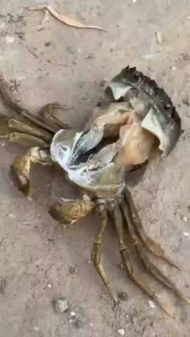 Ad lần đầu tiên thấy  🦀 lột -  còn các bạn thì sao đã được xem chưa nhỉ 🤗#xuhuongtiktok 