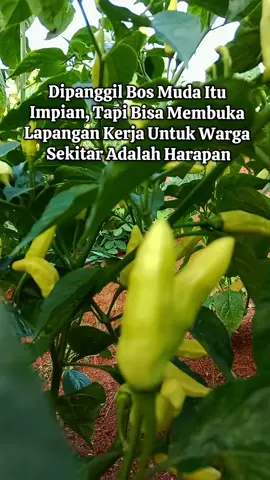 😁😁 #fypage #petani #petanimilenial #motivation #petaniindonesia🇮🇩🇮🇩🇮🇩🌿🌿 