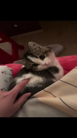 stupid cat.#cats #cattok #catsoftiktok #fyp #funny